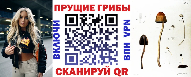 Купить  Суздаль  Псилоцибиновые грибы Psilocybe 