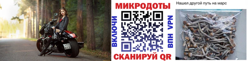 Галлюциногенные грибы Psilocybe Суздаль